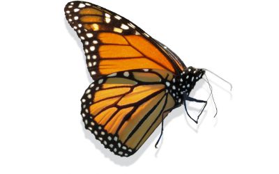 PEACE: What is it, Where is it, and How can I get it?